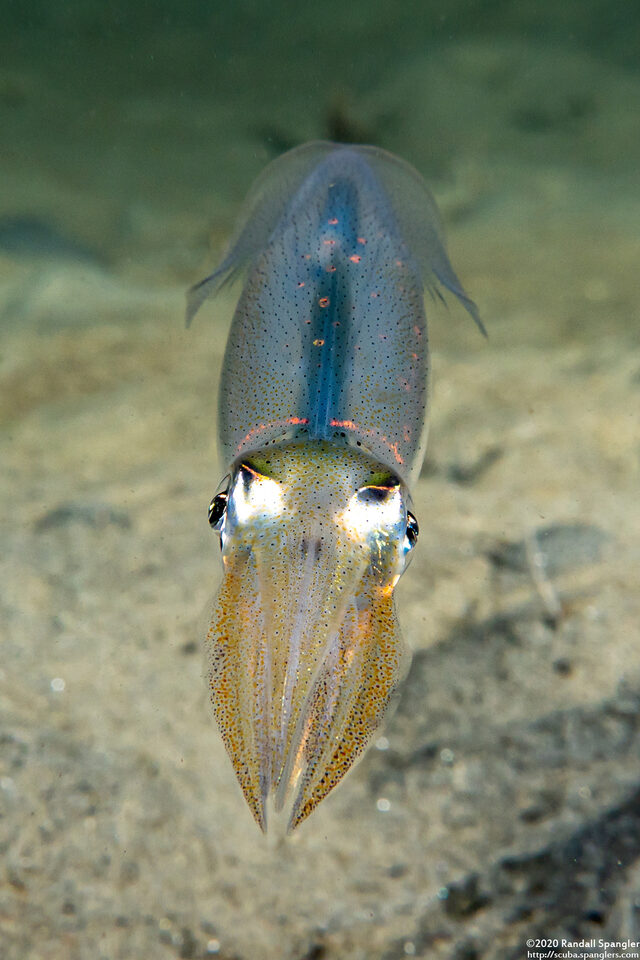 Doryteuthis opalescens (Market Squid)