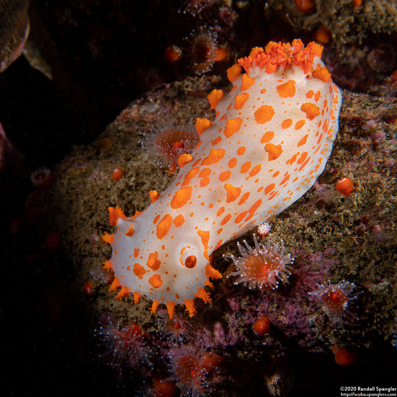 Triopha catalinae (Catalina Triopha)