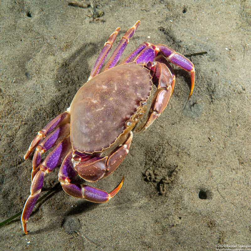 Metacarcinus gracilis (Graceful Crab)