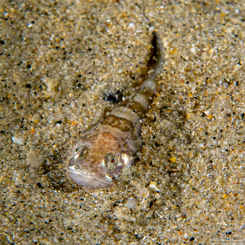 Porichthys notatus (Plainfin Midshipman)