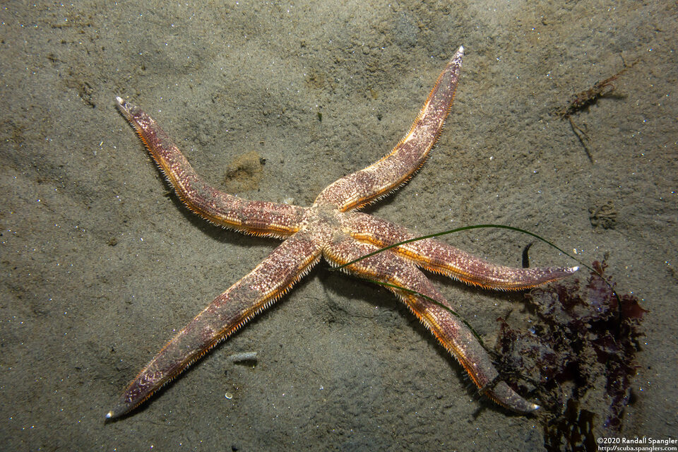 Luidia foliolata (Spiny Mudstar)