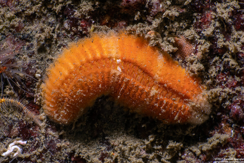 Euphrosine sp.1 (Euphrosine sp.1)