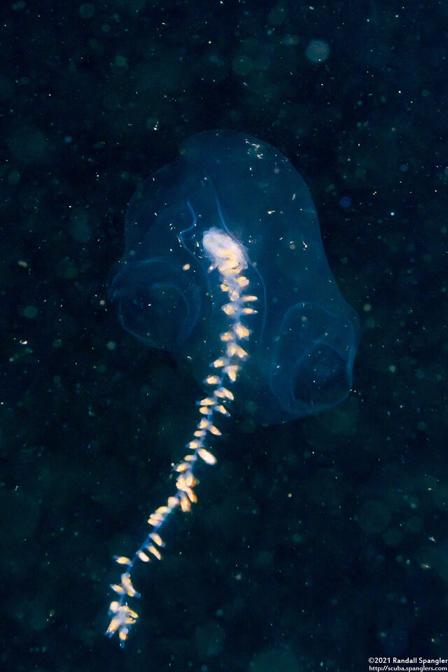 Praya sp.1 (Praya sp.1)