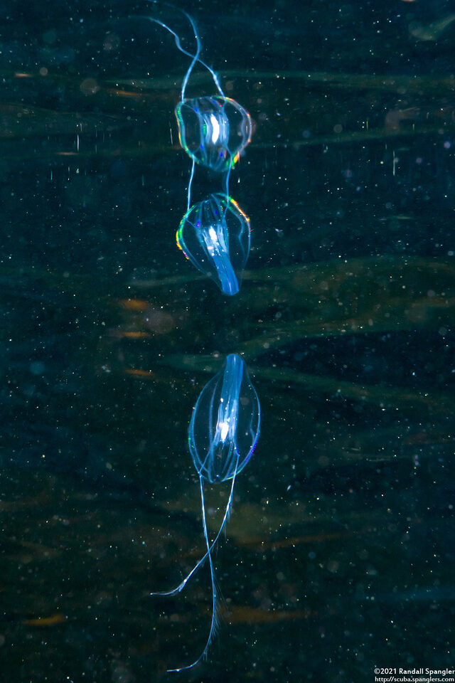 Pleurobrachia bachei (Sea Gooseberry)
