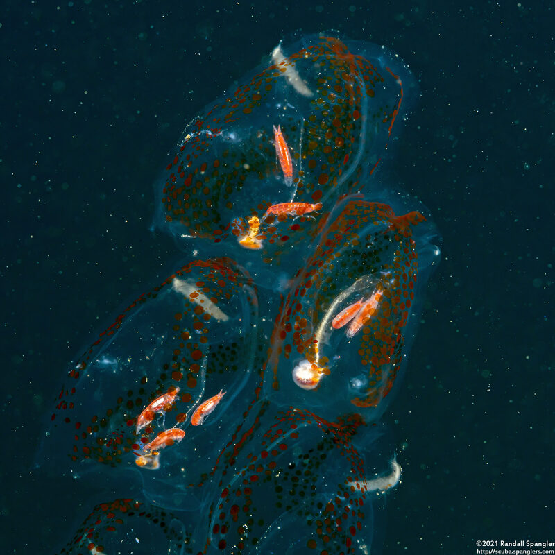 Vibilia sp.1 (Vibilia sp.1)