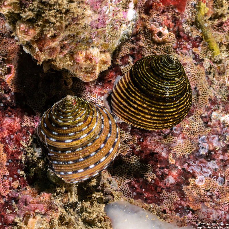 Calliostoma ligatum (Blue Top Snail)