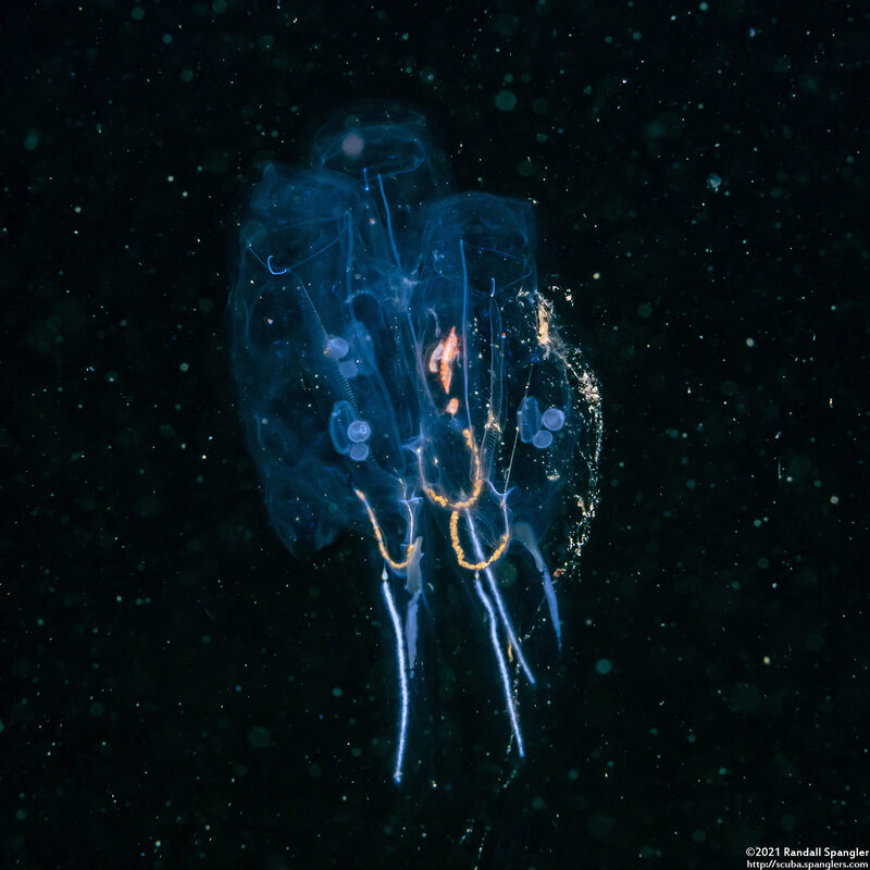 Cyclosalpa bakeri (Cyclosalpa Bakeri)