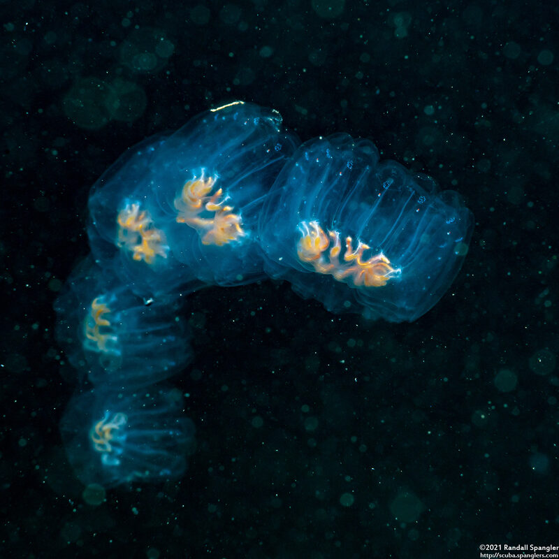 Cyclosalpa affinis (Cyclosalpa Affins)