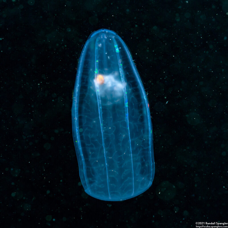 Beroe cucumis (Beroe cucumis)