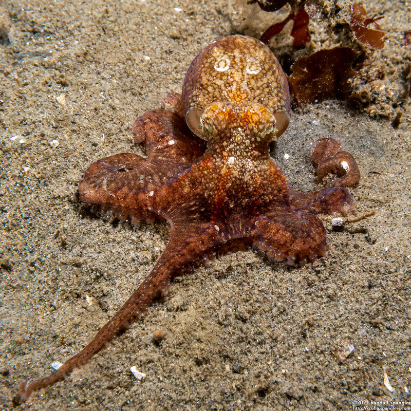 Octopus rubescens (Red Octopus)