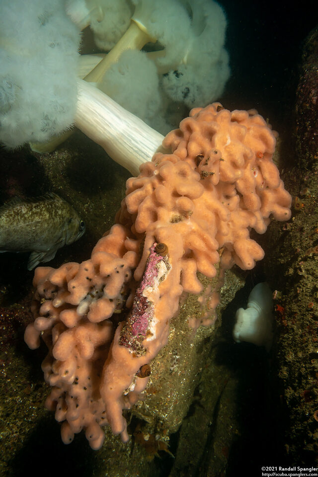 Aplidium californicum (Sea Pork)