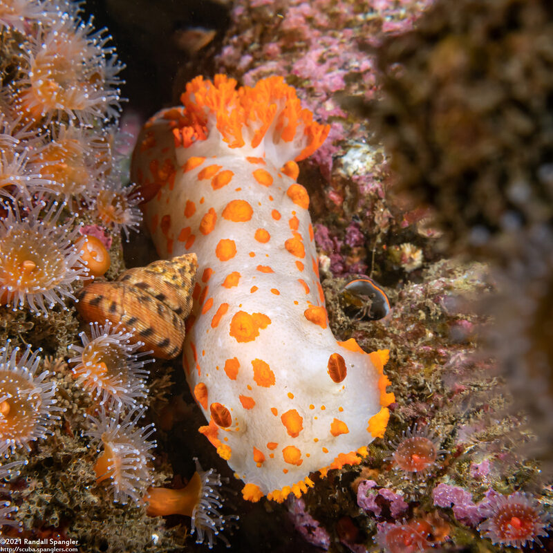 Triopha catalinae (Catalina Triopha)