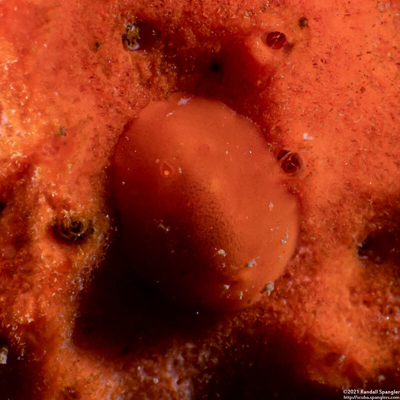 Rostanga pulchra (Red Sponge Dorid)