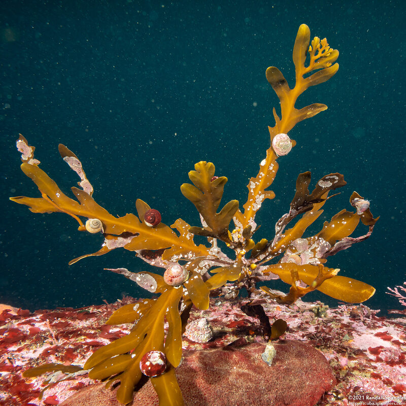Stephanocystis osmundacea (Chain-Bladder Kelp)