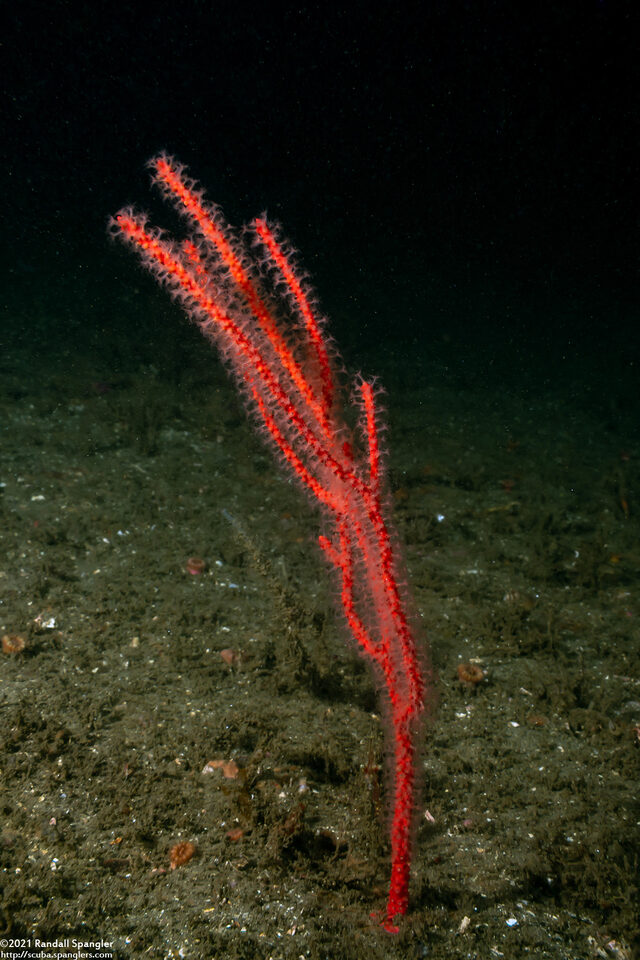 Leptogorgia chilensis (Red Gorgonian)
