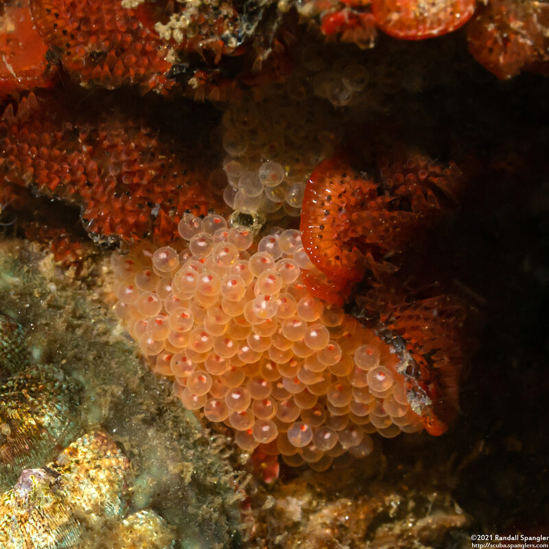Oxylebius pictus (Painted Greenling); Eggs