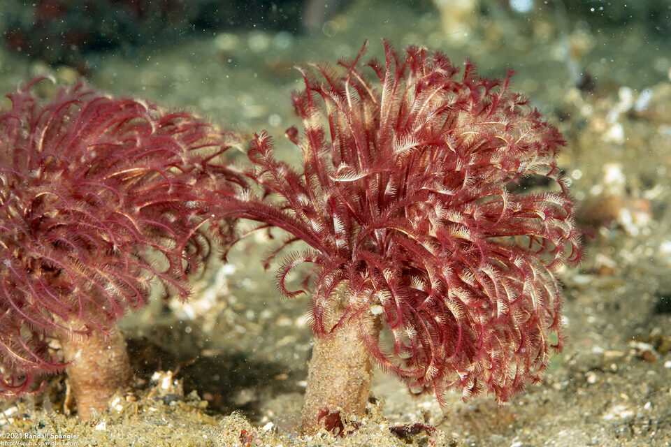 Sabellidae sp.6 (Banded Feather Duster Worm)