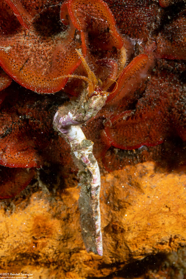 Orthopagurus minimus (Toothshell Hermit Crab)