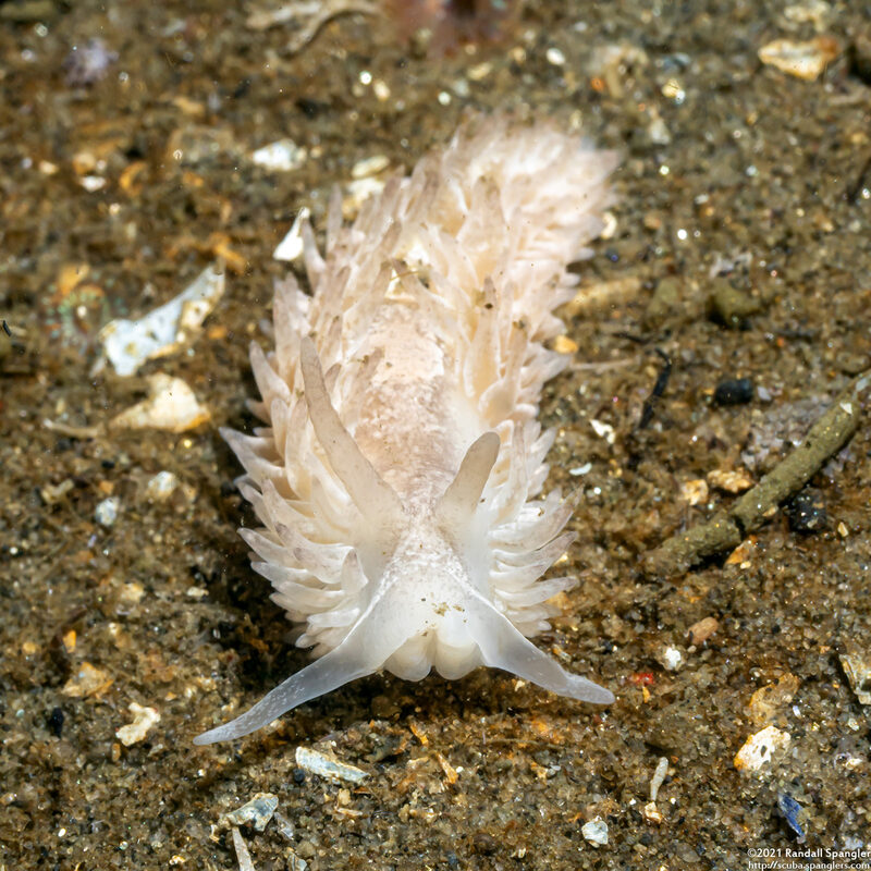 Aeolidia loui (Shag-Rug Aeolid)