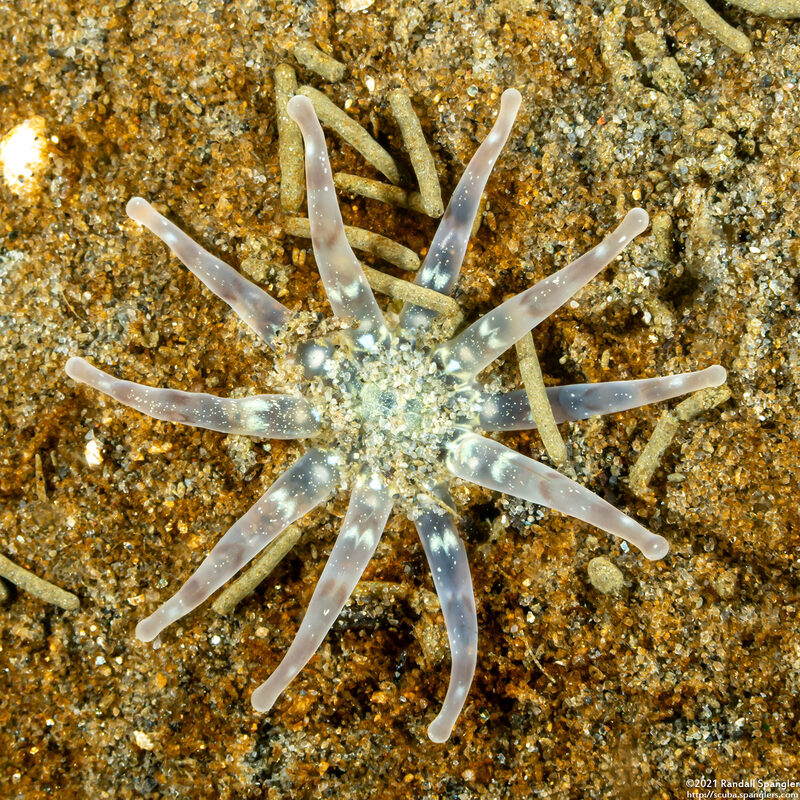 Halcampa decemtentaculata (Burrowing Anemone)