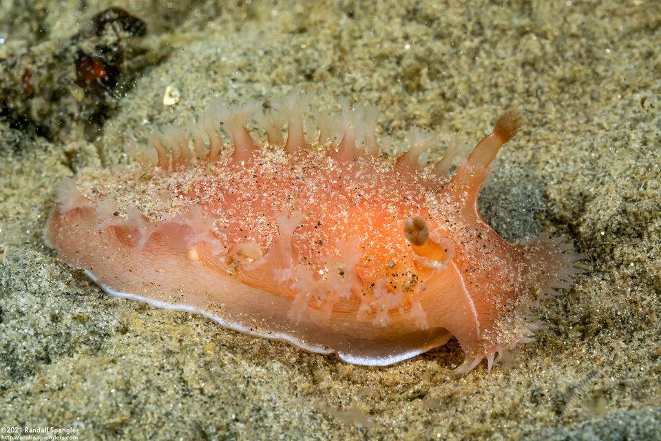 Tritonia tetraquetra (Pink Tritonia)