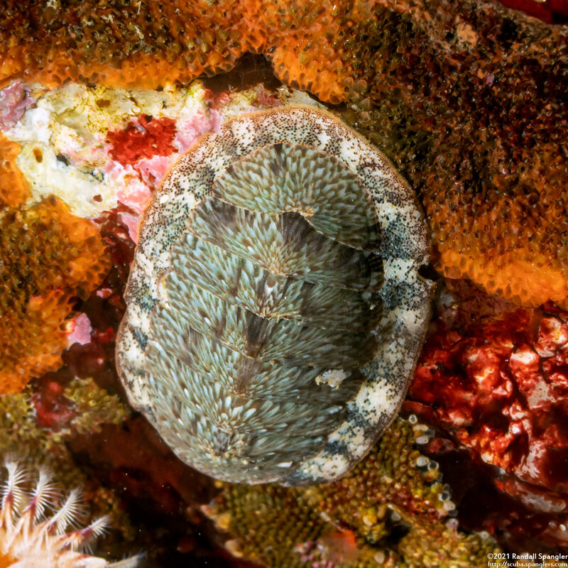 Lepidozona radians (Lepidozona Radians)