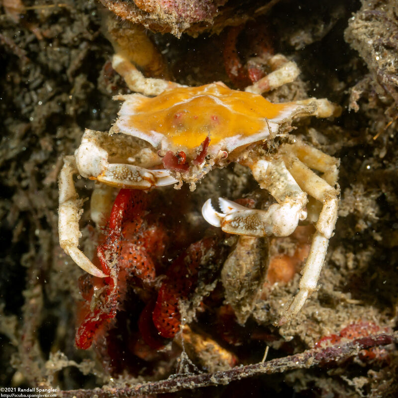 Pugettia foliata (Foliate Kelp Crab)
