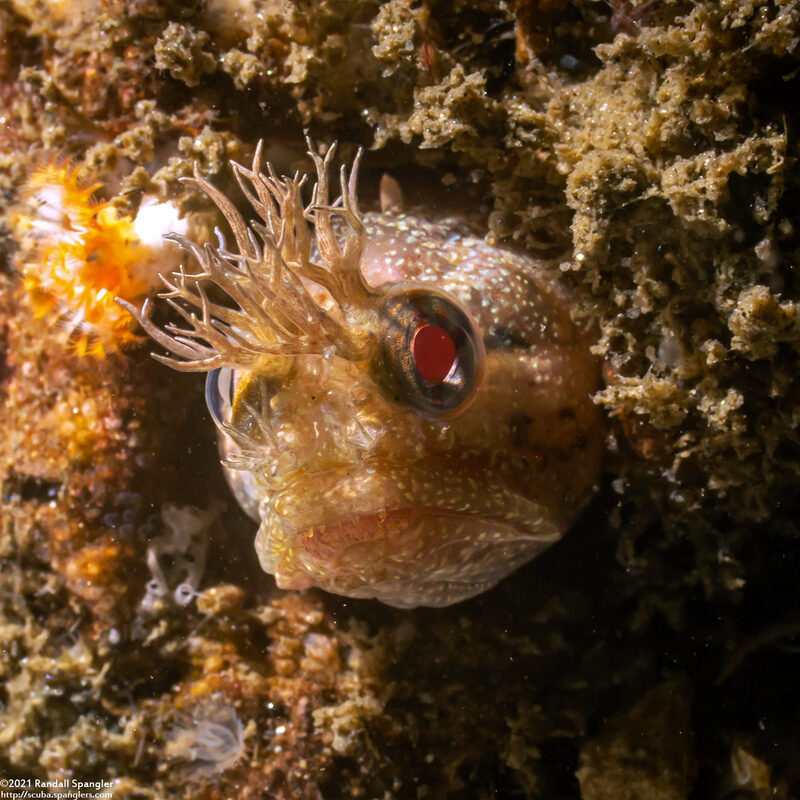 Neoclinus stephensae (Yellowfin Fringehead)