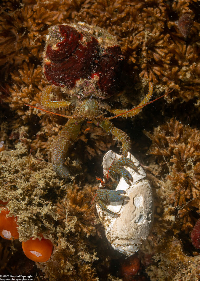 Pagurus granosimanus (Grainyhand Hermit Crab)