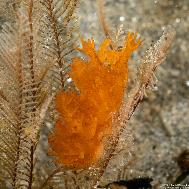Dendronotus venustus (Branched Dendronotus)