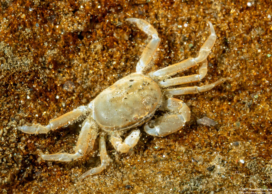 Scleroplax granulata (Burrow Pea Crab)