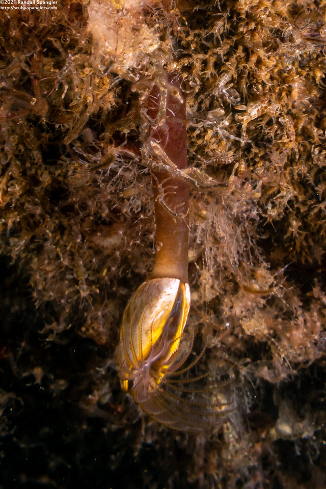 Pollicipes polymerus (Gooseneck Barnacle)