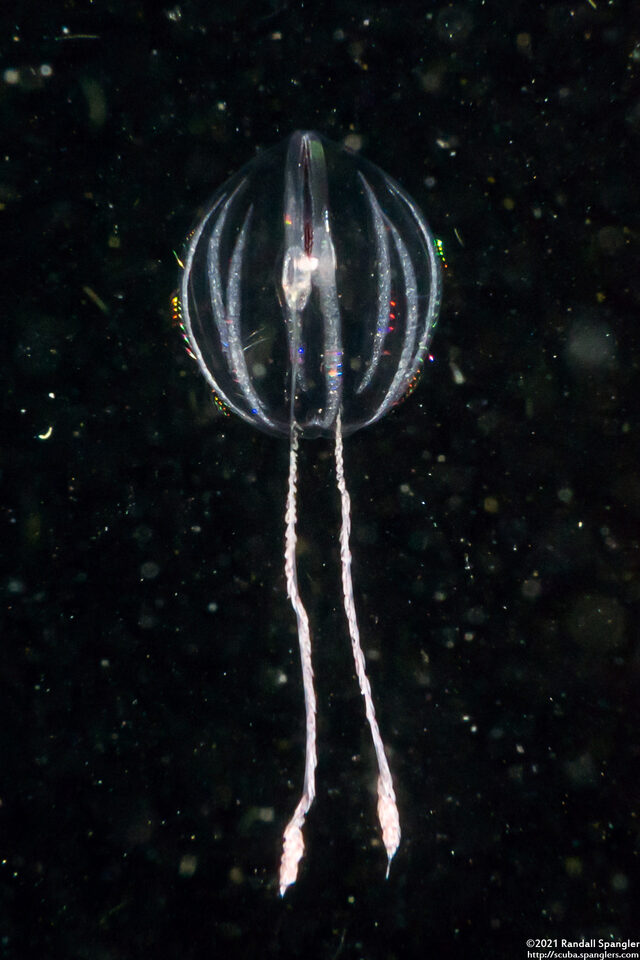 Pleurobrachia bachei (Sea Gooseberry)