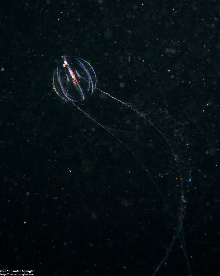 Pleurobrachia bachei (Sea Gooseberry)