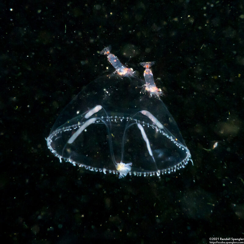 Eutonina indicans (Aggregating Jelly)