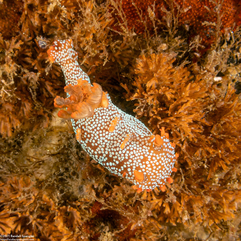 Triopha maculata (Spotted Triopha)