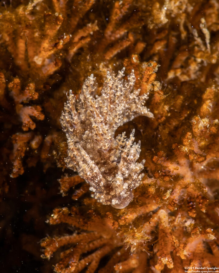 Dendronotus venustus (Branched Dendronotus)