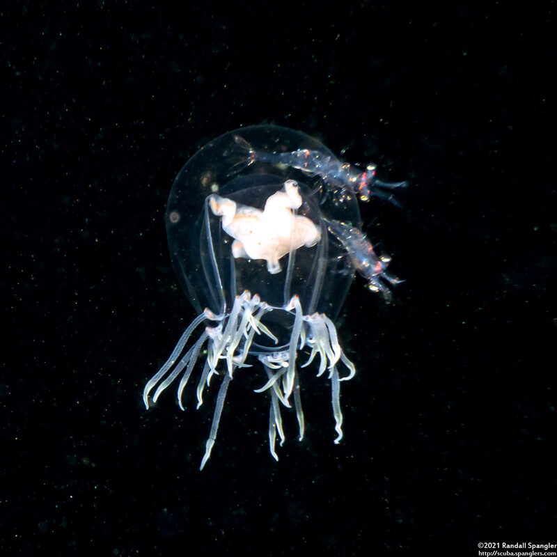 Polyorchis haplus (Polyorchis haplus)