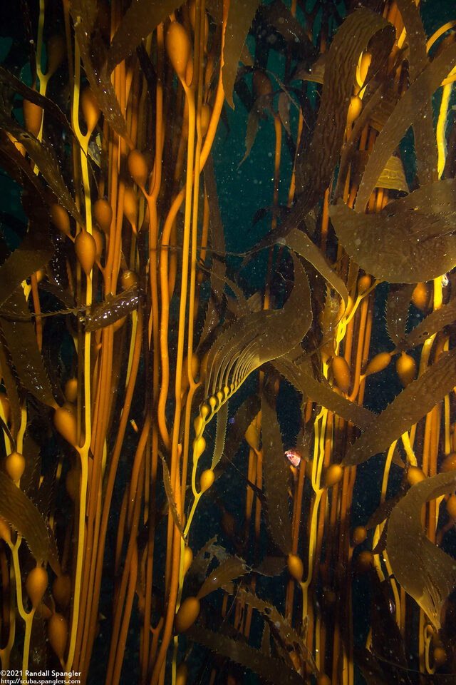 Macrocystis pyrifera (Giant Kelp)