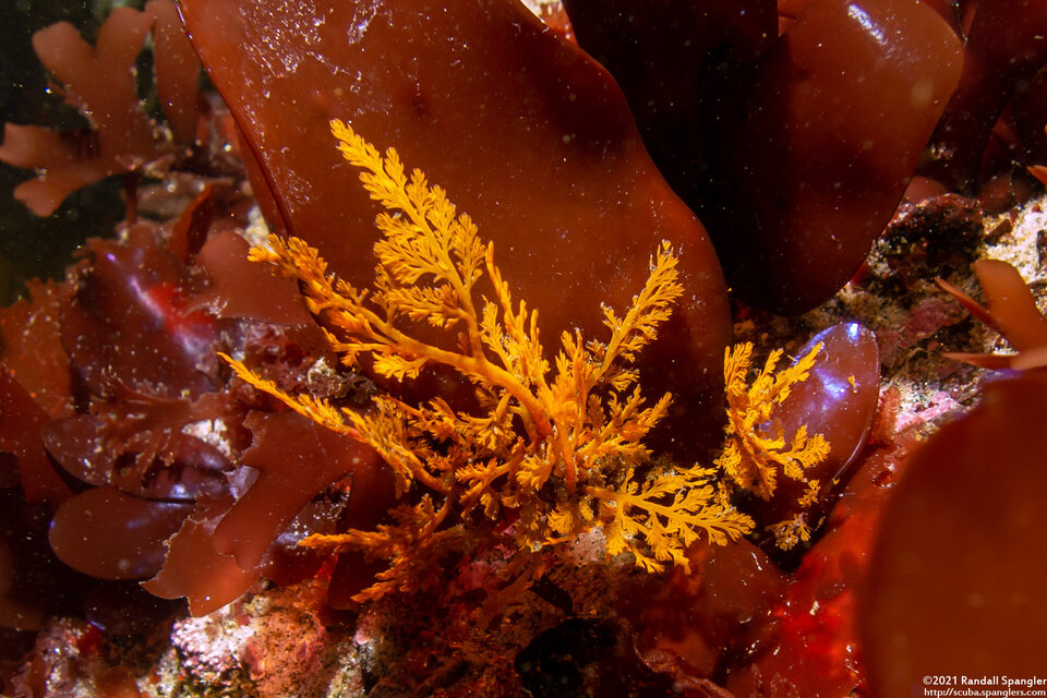 Microcladia coulteri (Delicate Sea Lace)