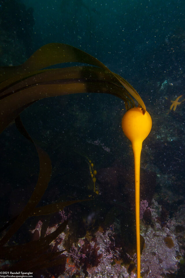 Nereocystis luetkeana (Bull Kelp)