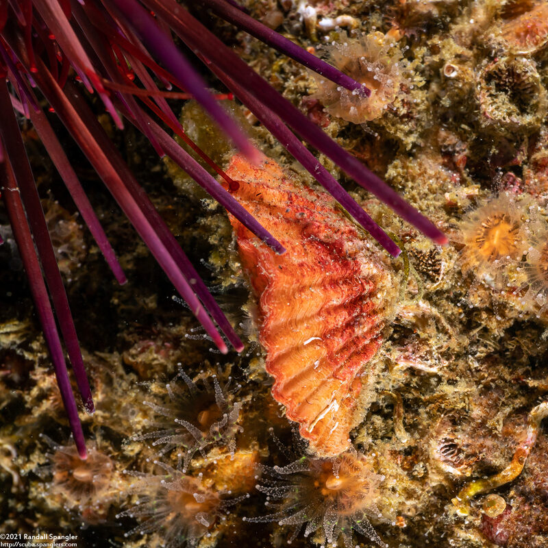 Terebratalia transversa (Common Lampshell)