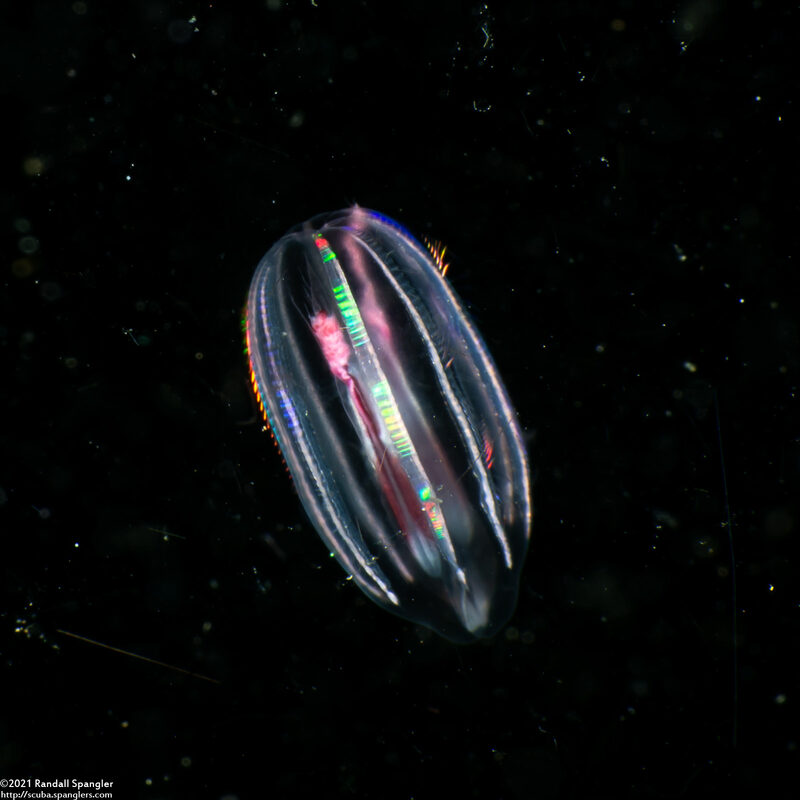 Family Mertensiidae (Mertensiid)