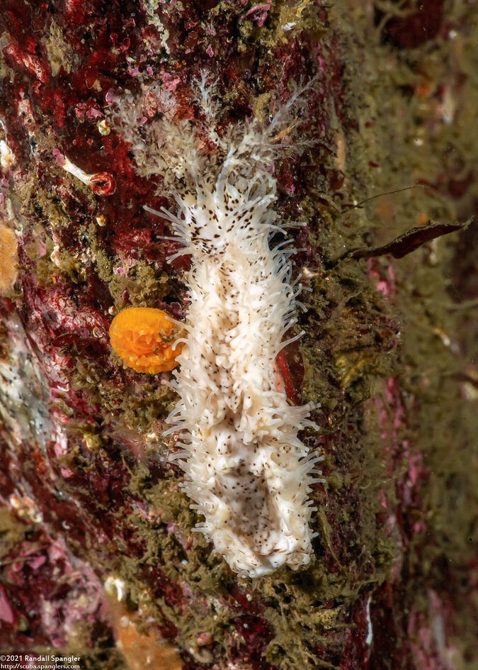 Cucumaria piperata (Peppered Sea Cucumber)