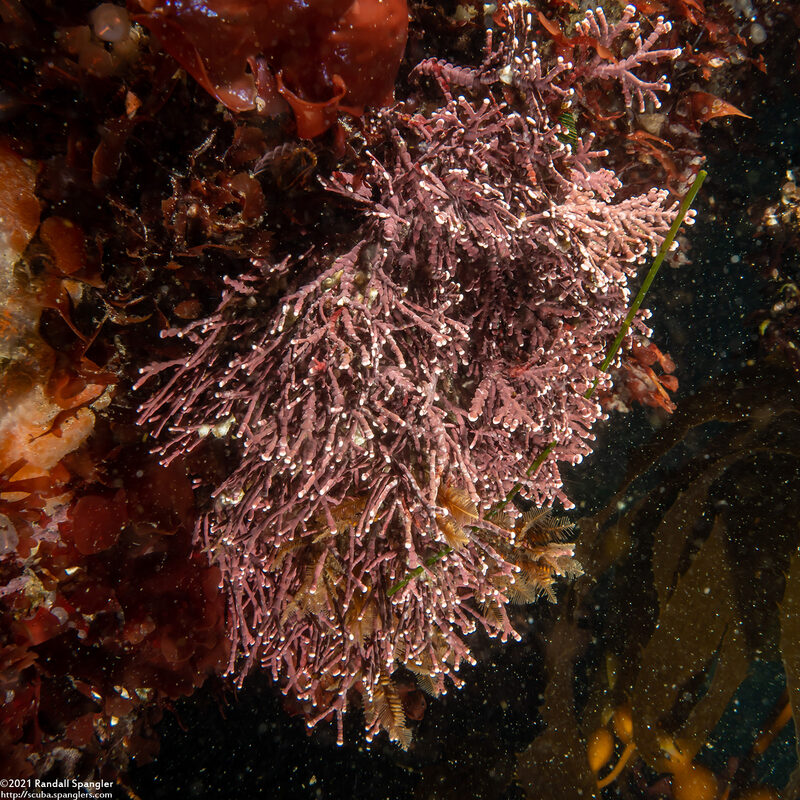 Calliarthron sp.1 (Articulated Coralline Algae)