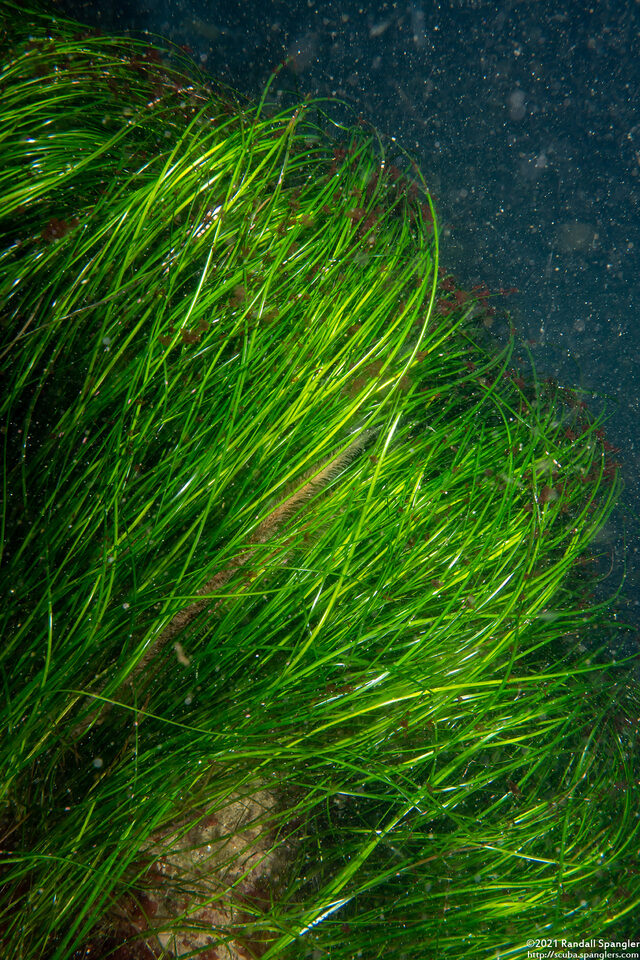 Phyllospadix scouleri (Scouler's Seagrass)