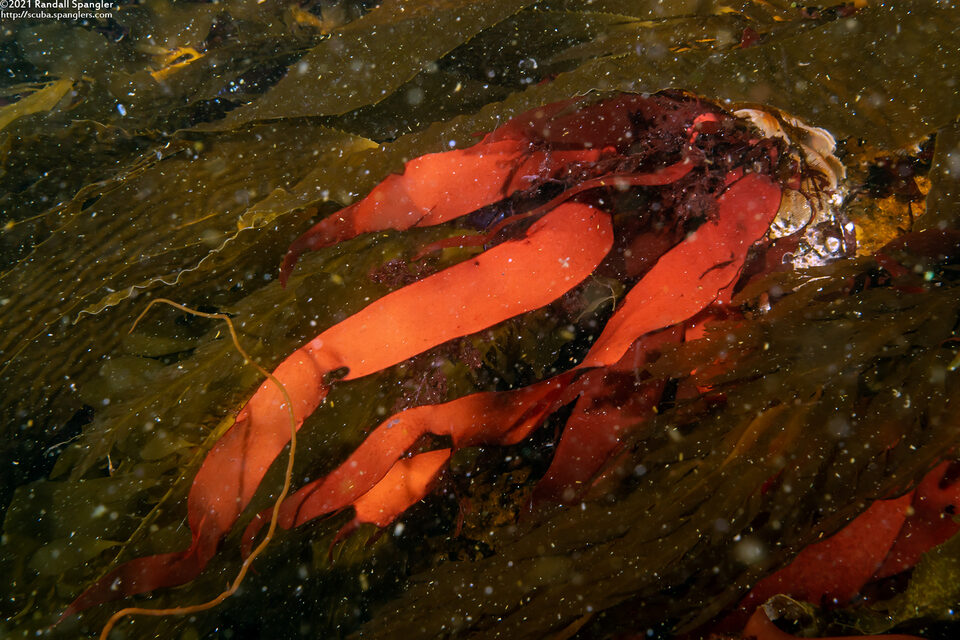 Palmaria mollis (Red Ribbon)