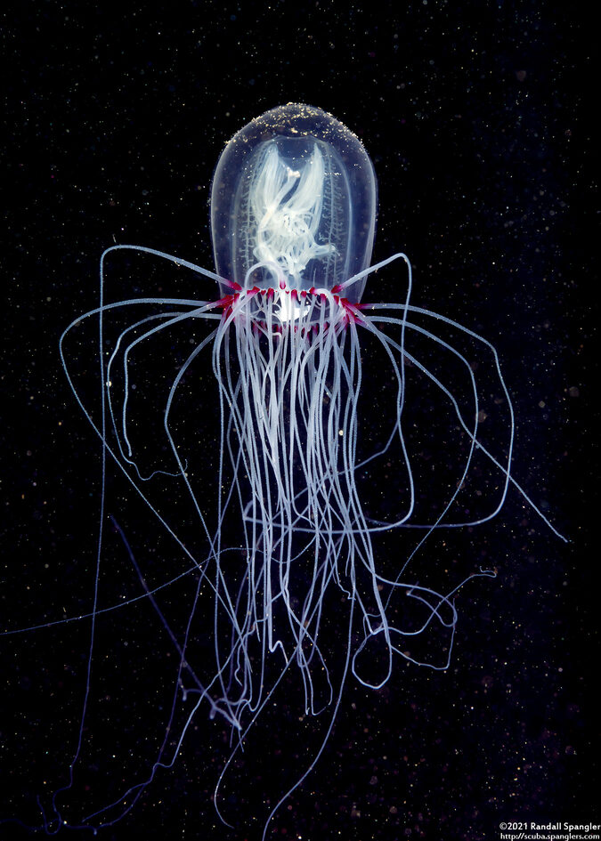 Polyorchis penicillatus (Bell Medusa)