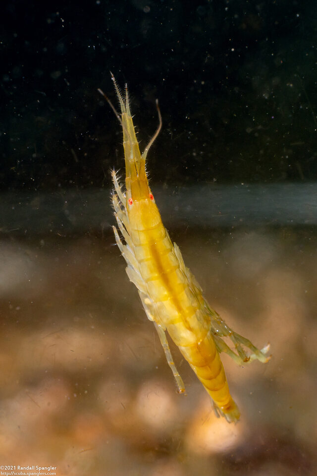 Sunamphitoe humeralis (Kelp Amphipod)