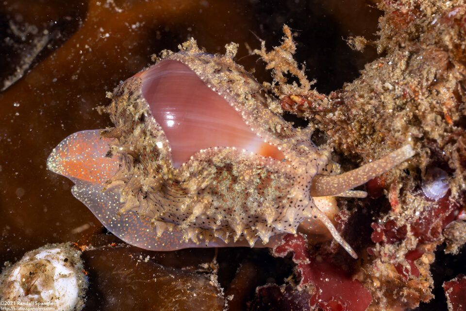 Hespererato vitellina (Appleseed Snail)